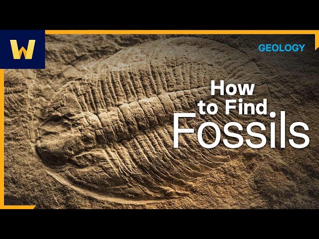 Fossil Hunting 101 | Where to Look for Fossils, and How to Find Them