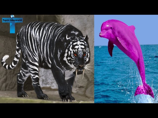 Top 10 Animals With The Most Unique Color Mutations on Earth