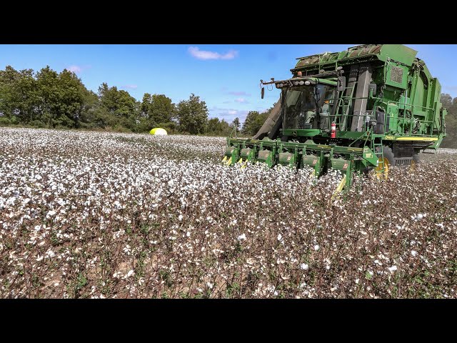 2023 Cotton Harvest Update