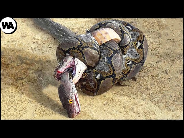 This Is Why the King Cobra Hates Other Snakes