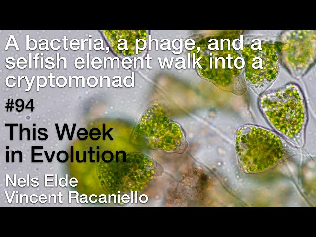 TWiEVO 94: A bacteria, a phage, and a selfish element walk into a cryptomonad