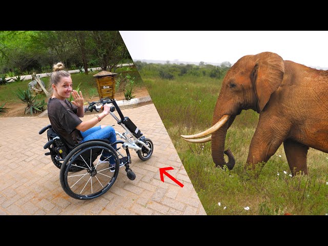 Can you Safari in a Wheelchair?! - Motorized Chair Mod!