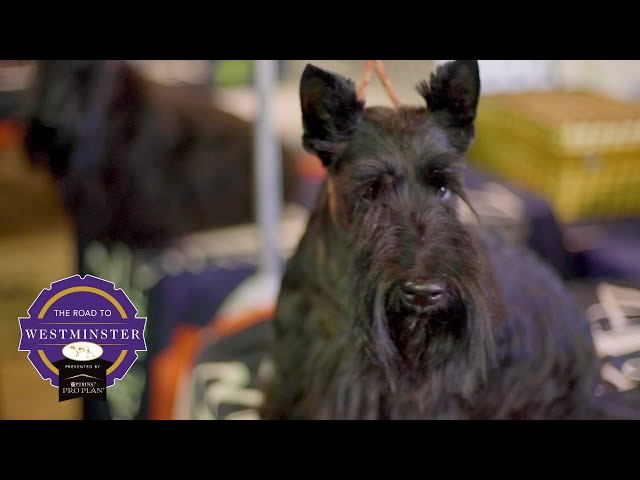 Best of Breed Minute: Scottish Terrier
