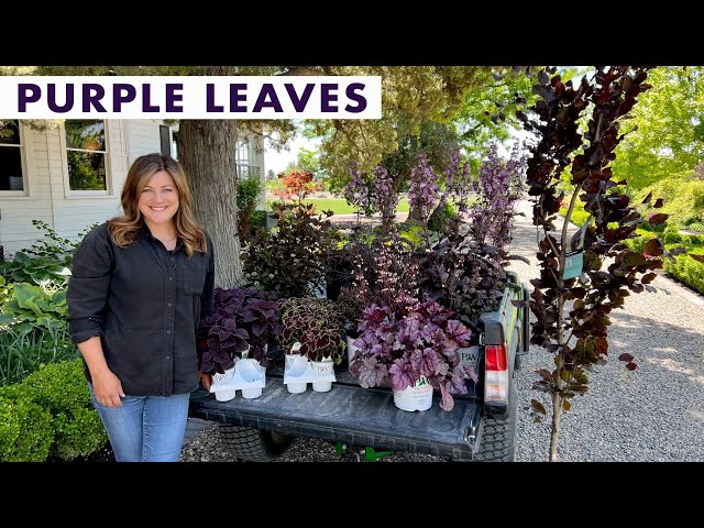 Beautiful Purple Plant Options for Your Garden! 💜💜💜 // Garden Answer