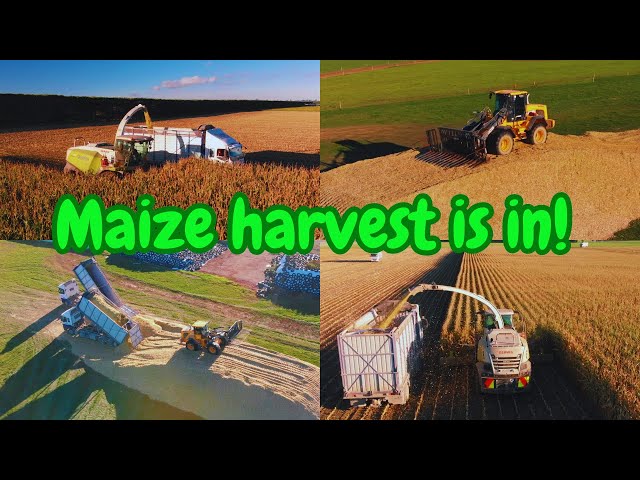 Autumn maize harvest is finally in!