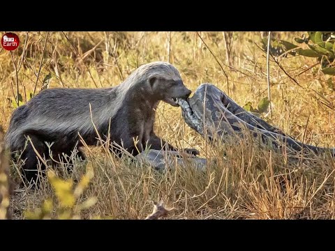 Best Wildlife Videos