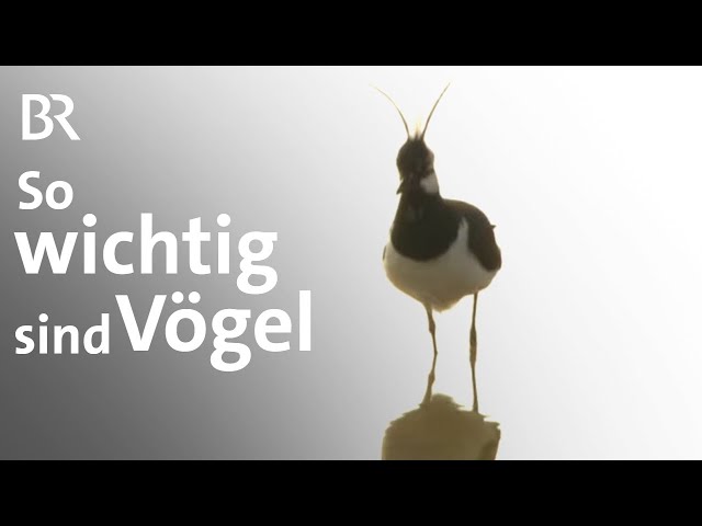 Heimat in Gefahr: Wie sich Artenvielfalt von Vögeln verändert | Zwischen Spessart und Karwendel | BR