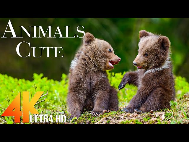 Wild Babies 4K - Amazing World Of Young Animals | Baby Animals | 4K Video Ultra HD