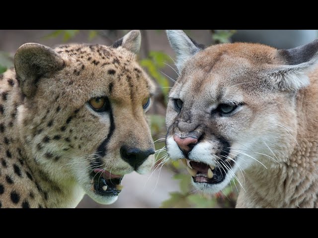 CHEETAH VS COUGAR - What If They Would Meet?
