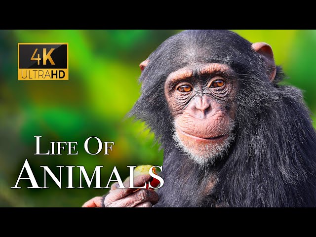 Life Of Animals In 4K - Amazing Wildlife Scenes | Scenic Relaxation Film