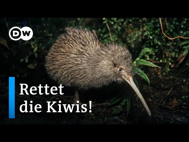 Kann Neuseeland die Kiwis vor dem Aussterben retten? | DW Reporter