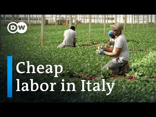 Clandestine employment of Indians in Italy | DW Documentary (Migrant documentary)