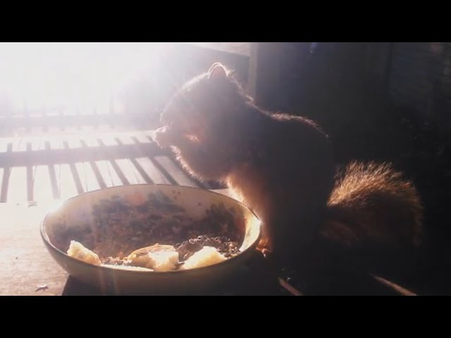 Here Comes the Sun - Morning Munchies With Zoey The Squirrel