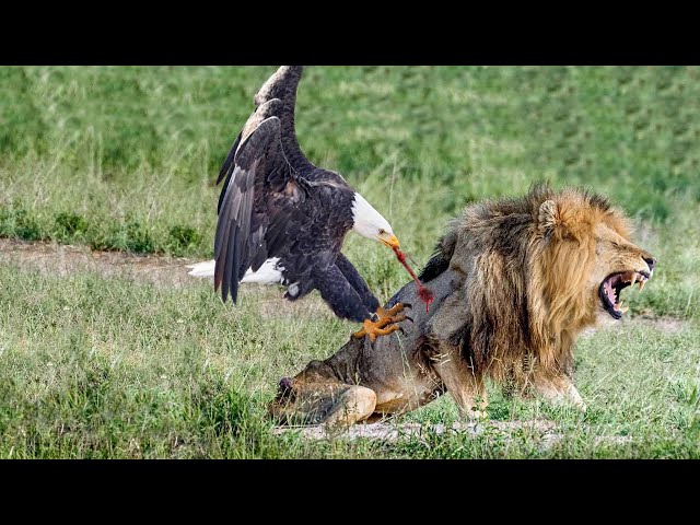 When King Of The Grasslands Confronts King Of The Sky To Protect His Cubs! Lion Vs Eagle