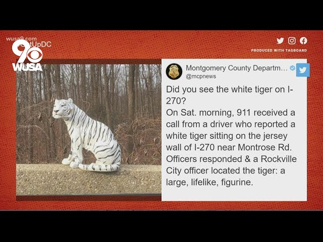 White tiger spotted in Montgomery County | Get Uplifted