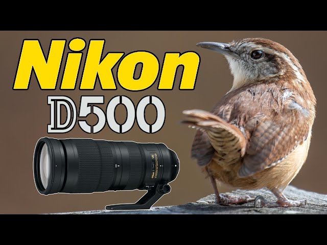 Nikon D500 Backyard Bird Photography with the 200-500 Lens!