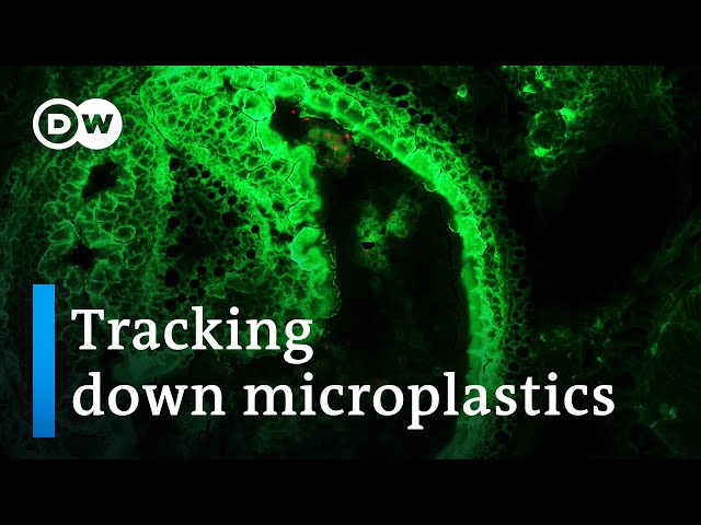 How dangerous are microplastics? | DW Documentary
