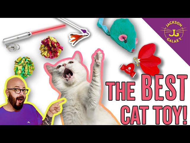 What is the best cat toy in the world? Trust me, I know!