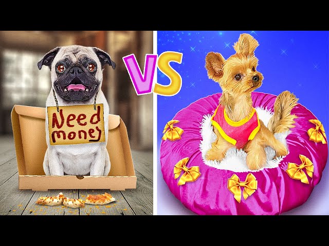 POOR vs RICH PET OWNER || Best Gadgets And Hacks For Your Pets