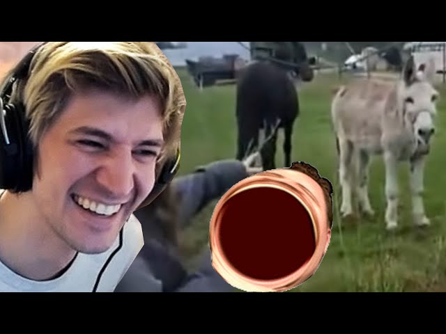 xQc reacts to Donkey Laughs at Dog Getting Shocked By Electric Fence (with chat!)