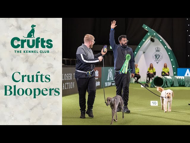 Dogs Doing Funny Things 😂 The ULTIMATE Crufts Dog Bloopers