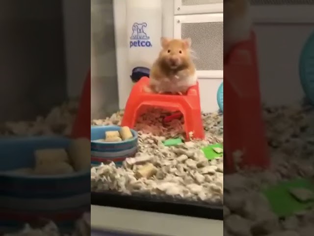 A Hamster with 2 Brain Cells