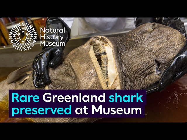 Rare Greenland shark specimen preserved at the Museum | Natural History Museum