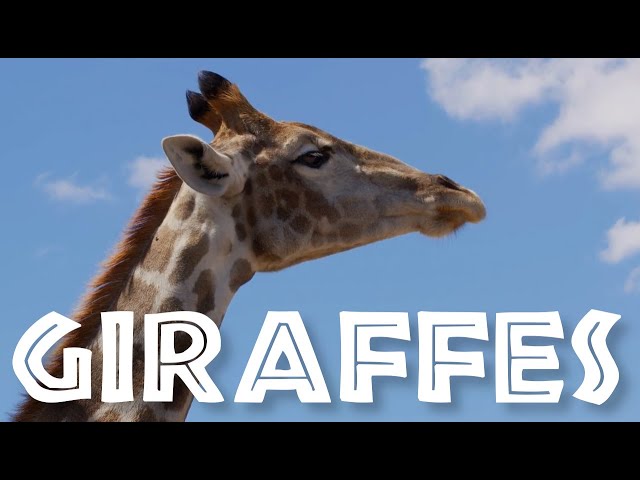 [NEW/IMPROVED] All About Giraffes for Kids: Giraffe Video for Children - FreeSchool