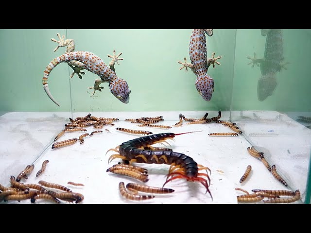 [Original] Gecko SuperWorms Centipede