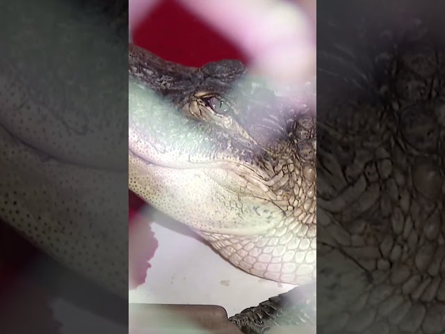 Large alligator removed from Philadelphia basement
