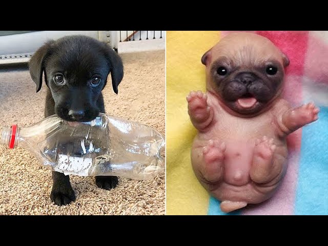 Baby Dogs 🔴 Cute and Funny Dog Videos Compilation #3 | 30 Minutes of Funny Puppy Videos 2023