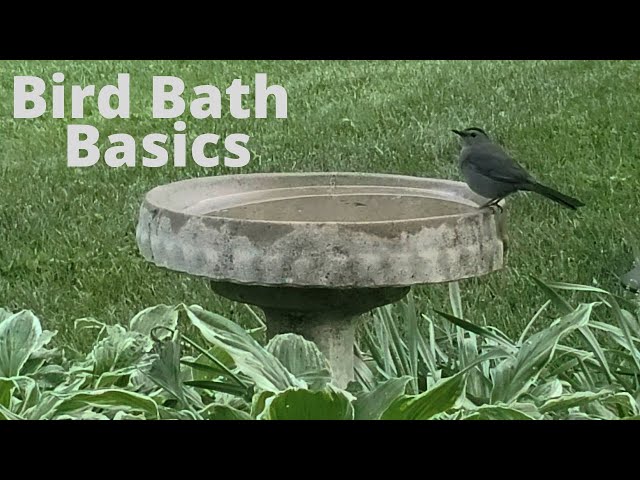 How to Choose, Clean, and Care for Bird Baths| Create a Bird Oasis