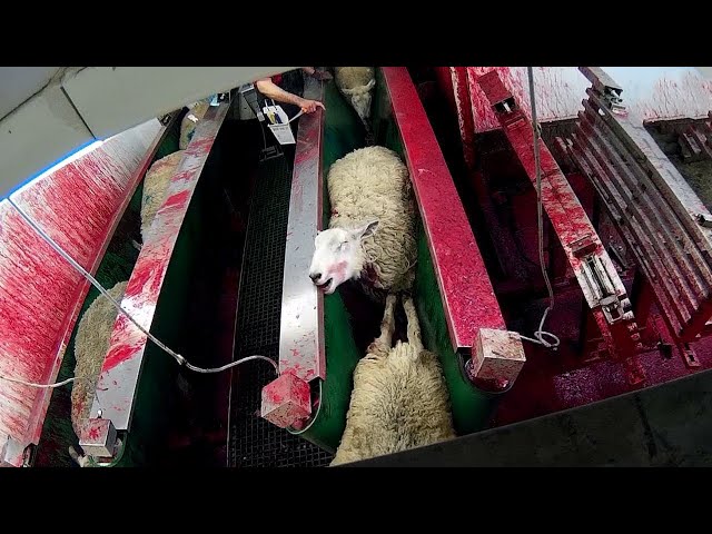 You won't believe this sheep factory. See what you've done