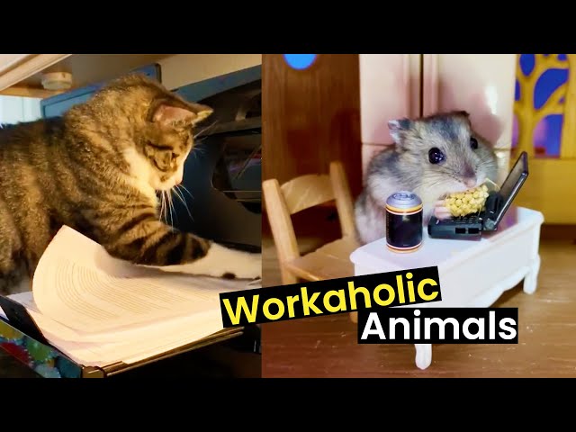 These Animals Are Workaholics