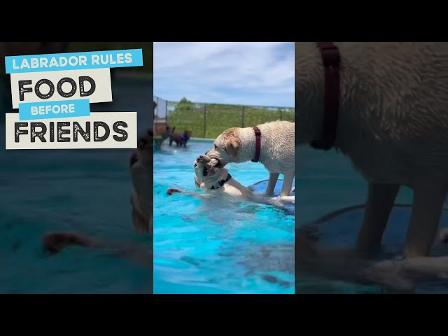 Labrador Rule “Food Before Friends”