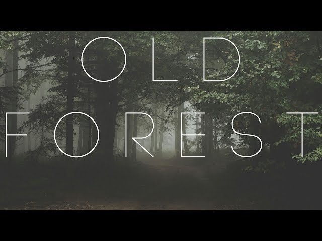 Old Forest | Beautiful Chillstep Mix