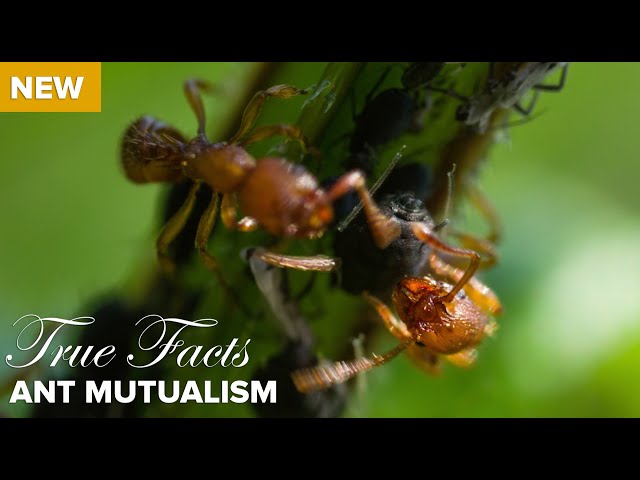 True Facts : Ant Mutualism