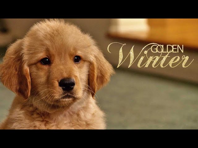 Golden Winter (Familienfilm auf Deutsch in voller Länge, Komödie, ganzen Hundefilm ansehen)*4K*
