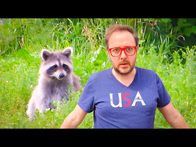Let's Talk About American Raccoons