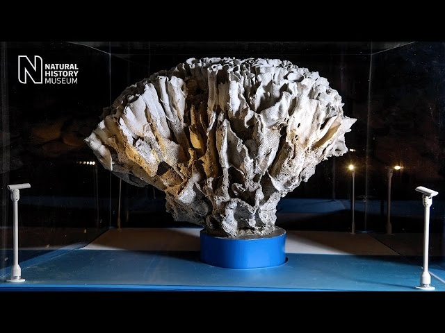 Conserving the Turbinaria coral | Natural History Museum