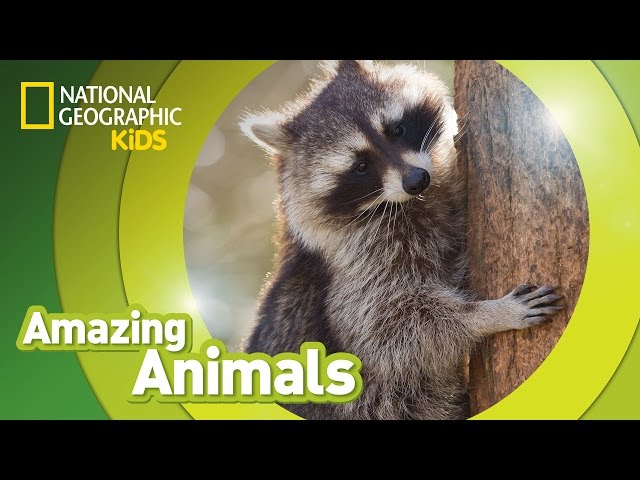 Raccoon | Amazing Animals
