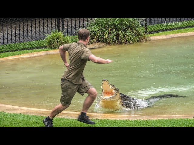 Robert Irwin's 19th Birthday Croc Show ft. Scrappa | Australia Zoo