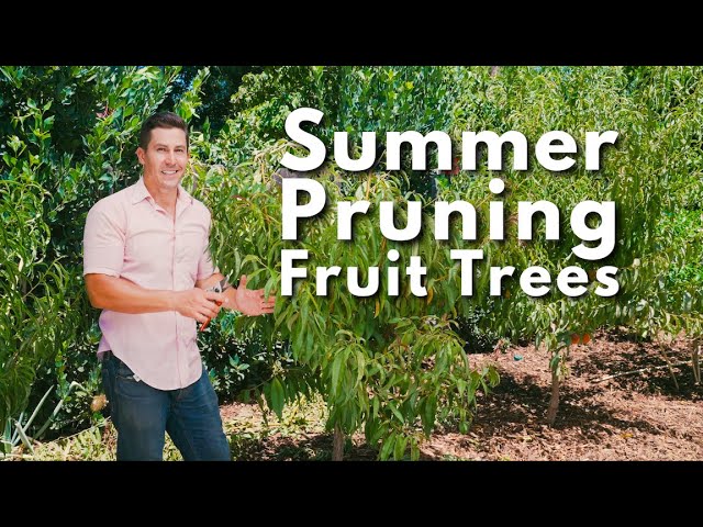 Summer Pruning Fruit Trees (Quick, Easy, Important)