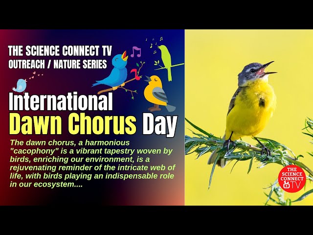 International Dawn Chorus Day #birds