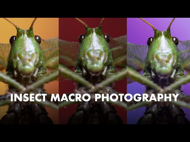 Grasshopper Close-Up: A Stunning MACRO PHOTOGRAPHY Tutorial