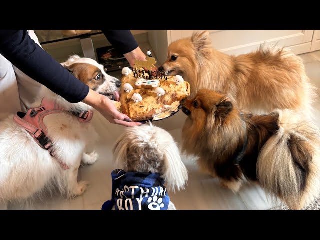 Chewie’s 10th Birthday Party & Prepping for a Special Visitor 🤩
