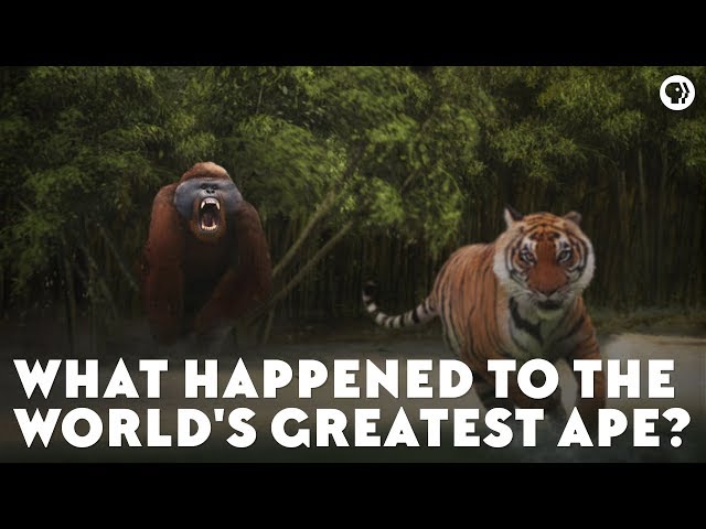 What Happened to the World's Greatest Ape?