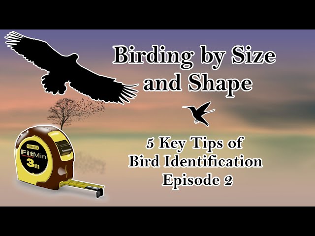 Birding by Size and Shape | 5 Key Tips of Bird Identification Ep. 2