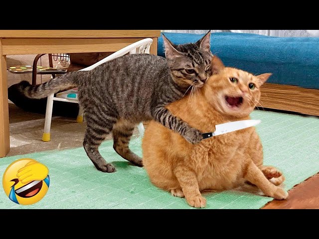 New Funny Animals 😅 Funniest Cats and Dogs 2023 😺🐶 Part 11