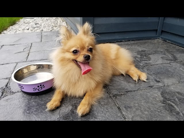 My One Year Old Baby Pomeranian UPDATE - Part 1